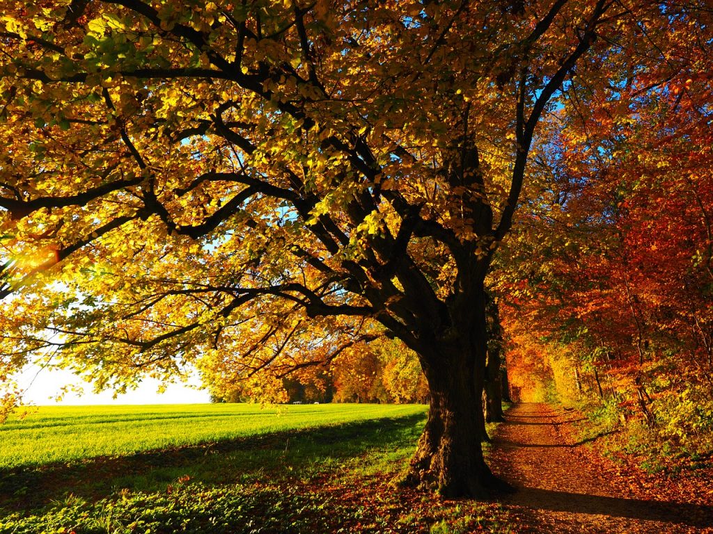 herfstbos